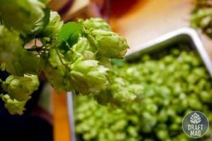 Wormtown be hoppy ingredients