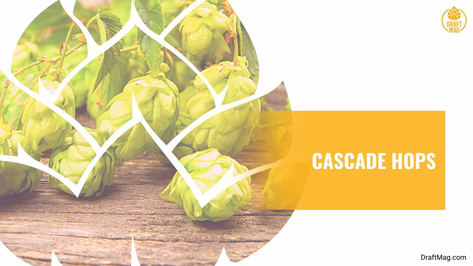 Cascade Hops with Spicy Flavor