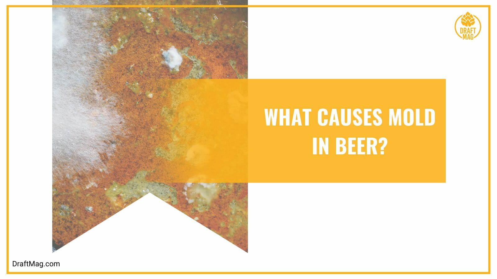 Causes of mold in beer