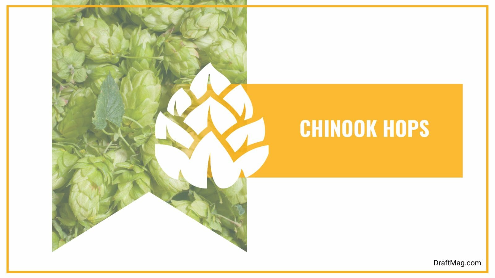 Chinook Hops with Pine Aroma