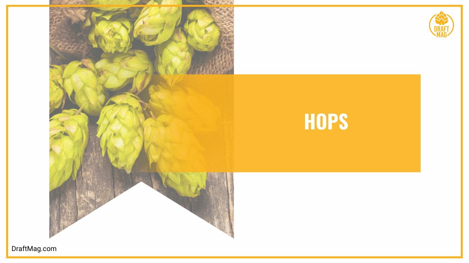 Hops for beer