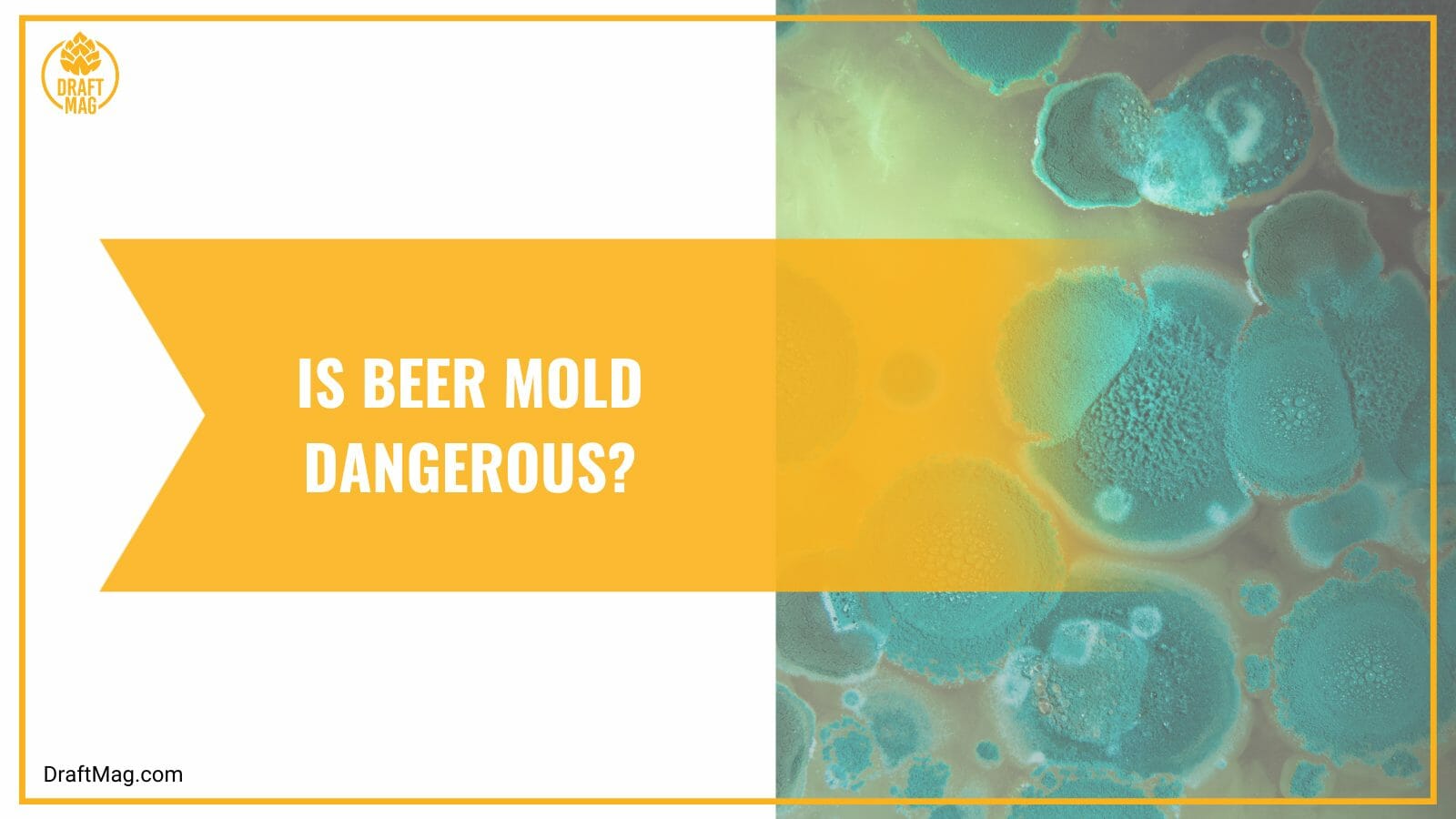 Is beer mold dangerous