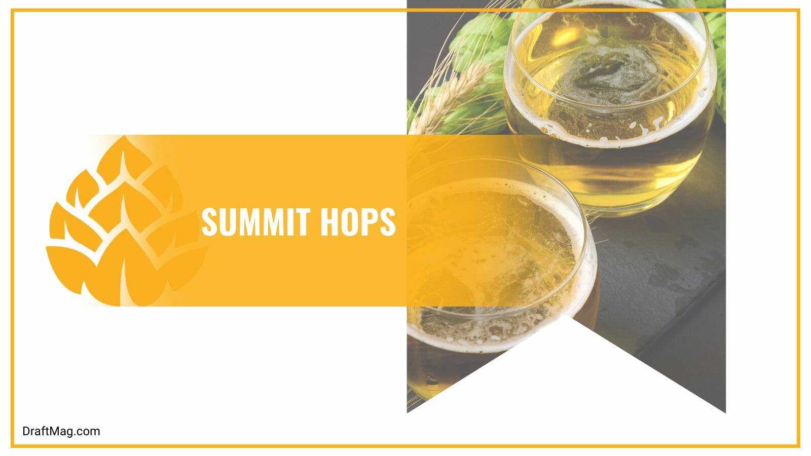 Anise Summit Hops