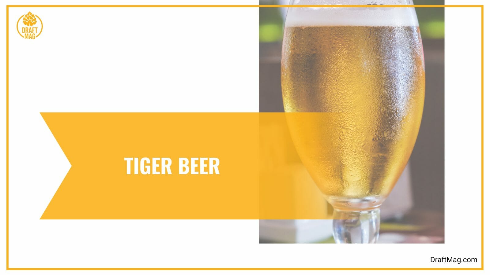 Tiger beer european pale lager