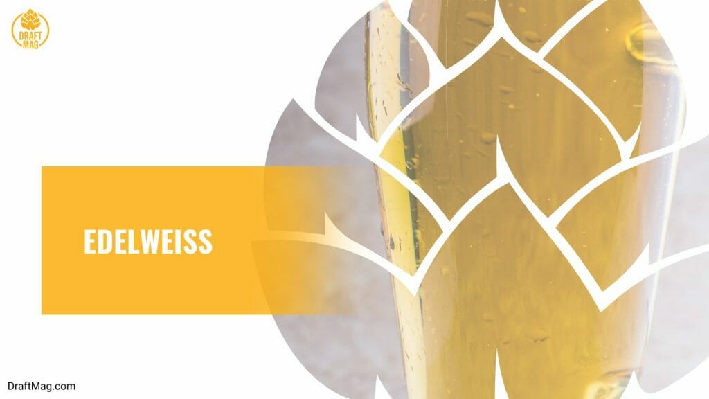 Austrian Beer A Guide to the Country’s TopSelling Brews