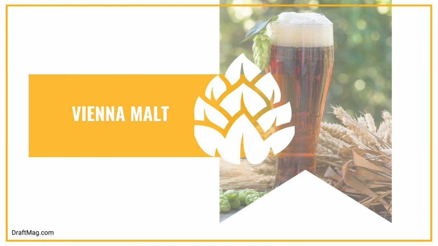 Beer Malt Types A Comprehensive Guide on the Roots of Beer