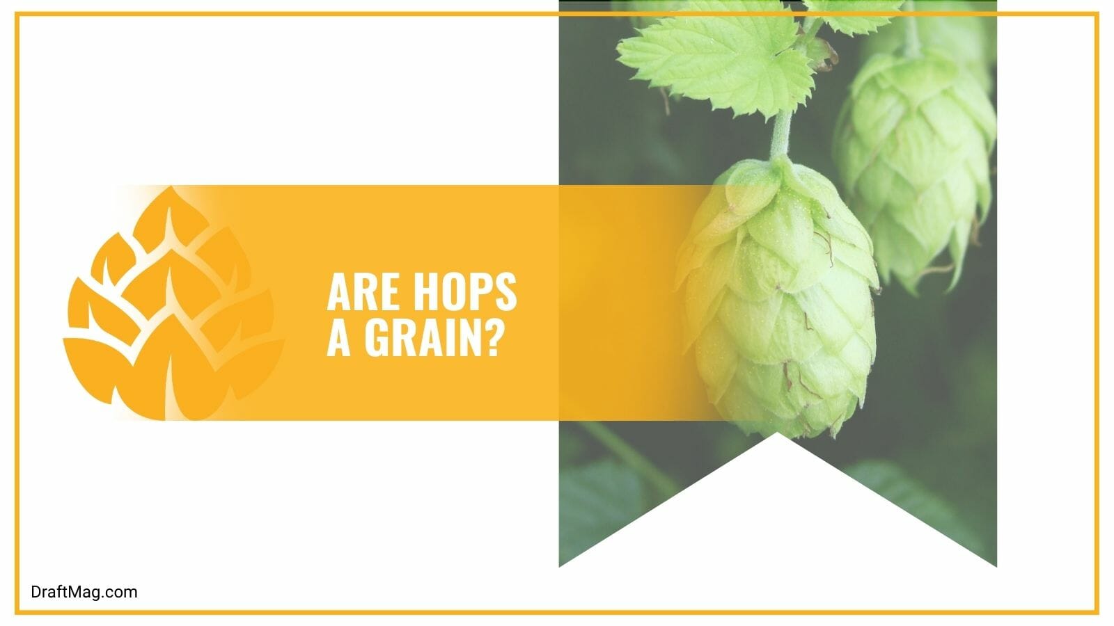 Are Hops a Grain