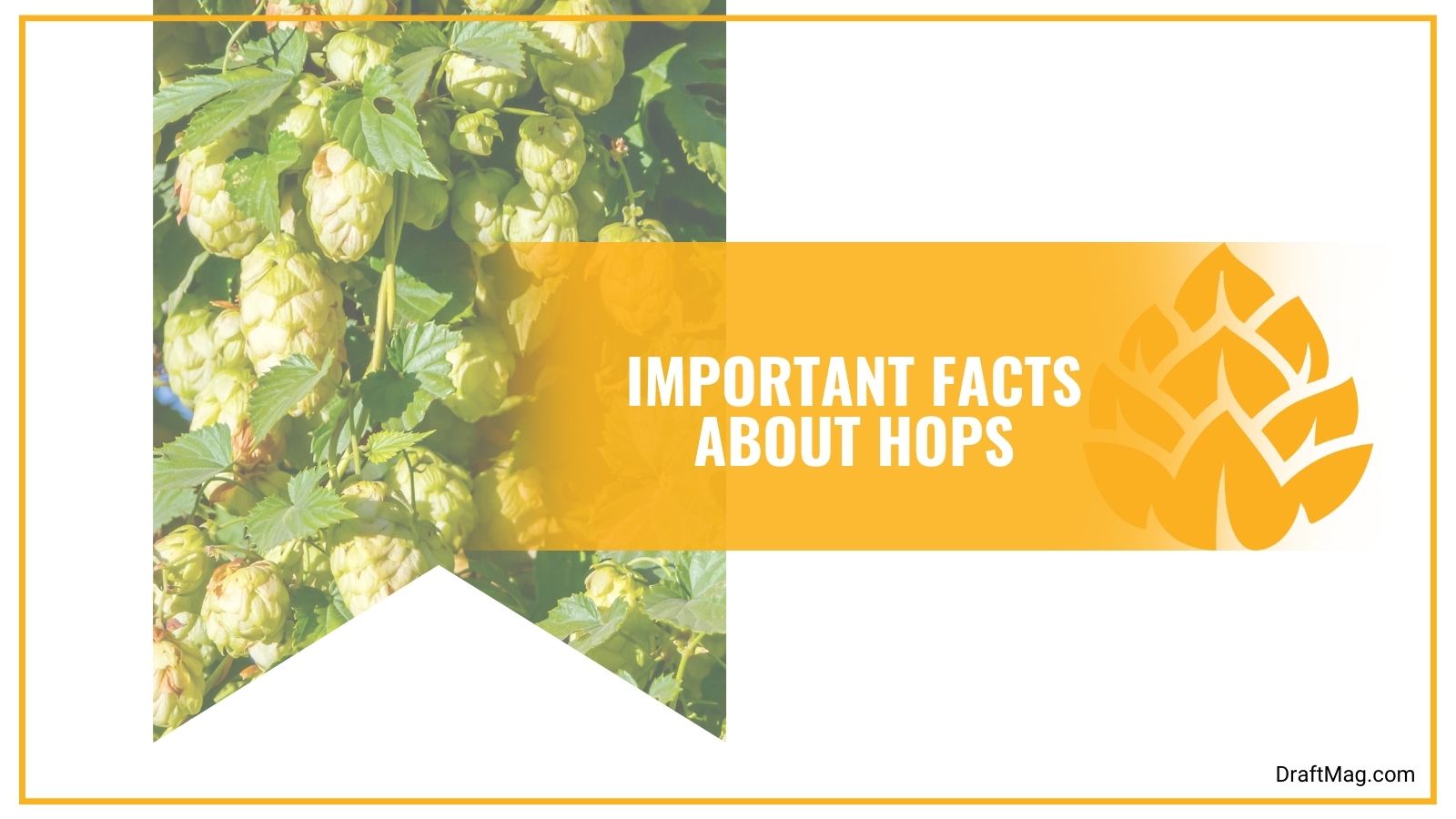 Important Facts About Hops