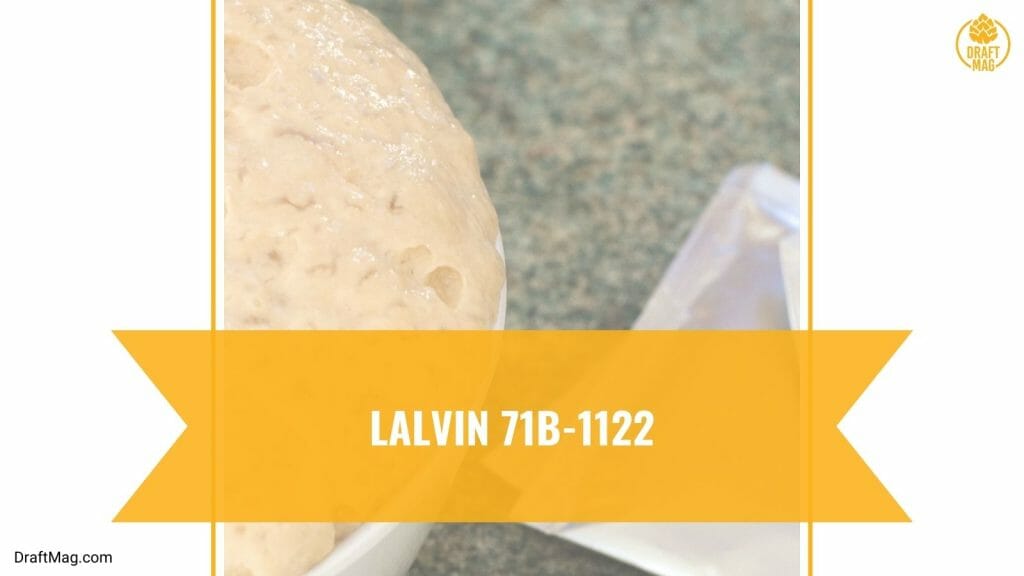 11 Best Yeast for Mead Making A Complete Guide for Brewers