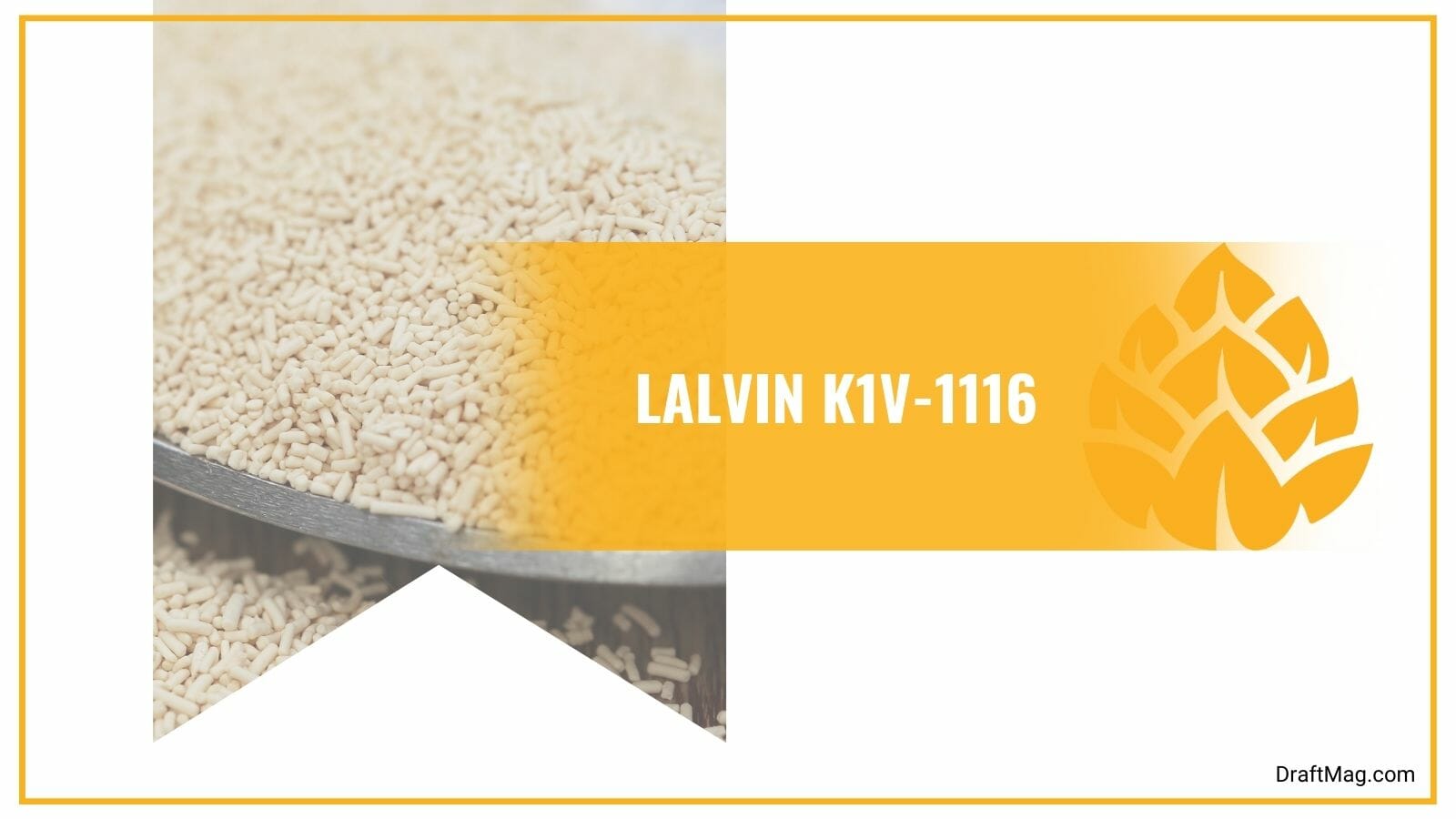 Lalvin K1V-1116