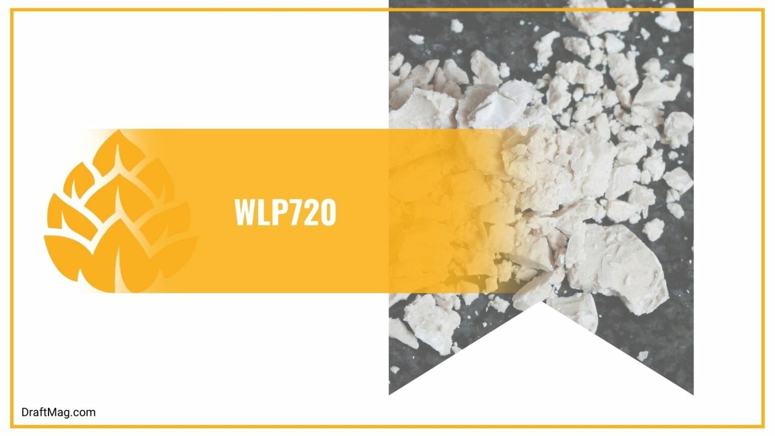 11 Best Yeast for Mead Making A Complete Guide for Brewers