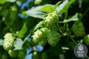 Are Hops Gluten Free? What You Need To Know About Hops