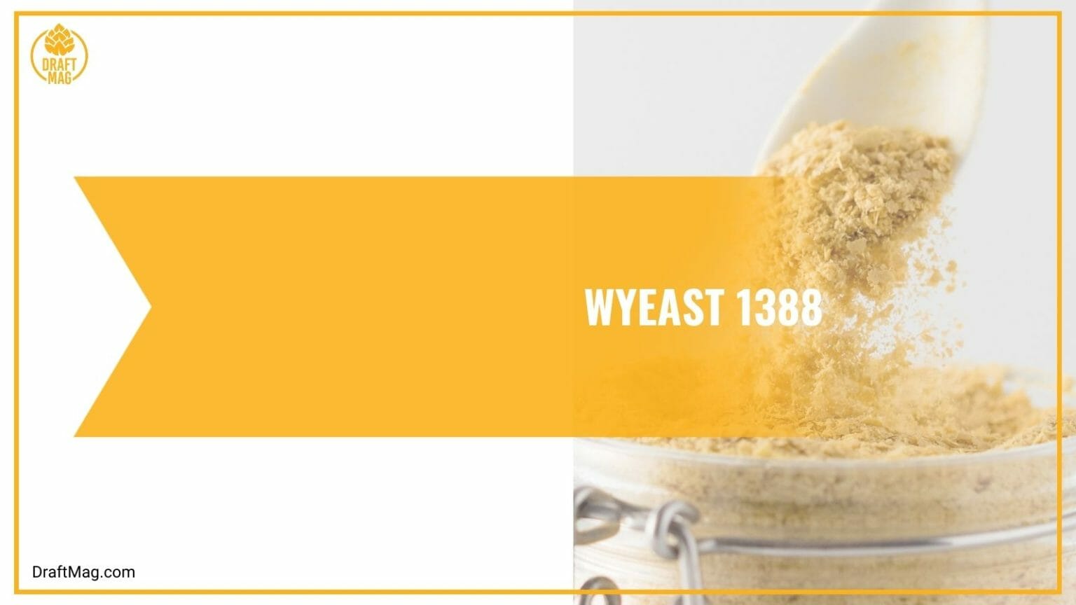 11 Best Yeast for Mead Making A Complete Guide for Brewers