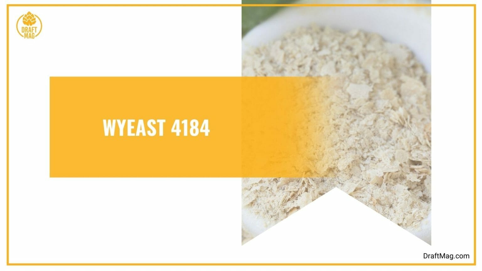 11 Best Yeast for Mead Making A Complete Guide for Brewers