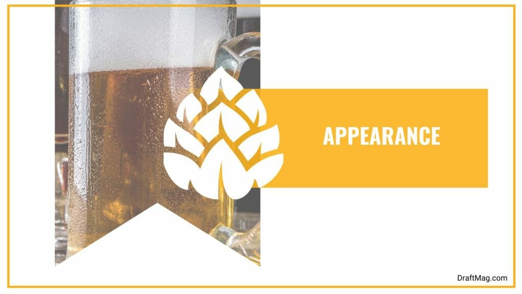 O Fallon Pumpkin Beer Review: Balance of Spicy and Sweet
