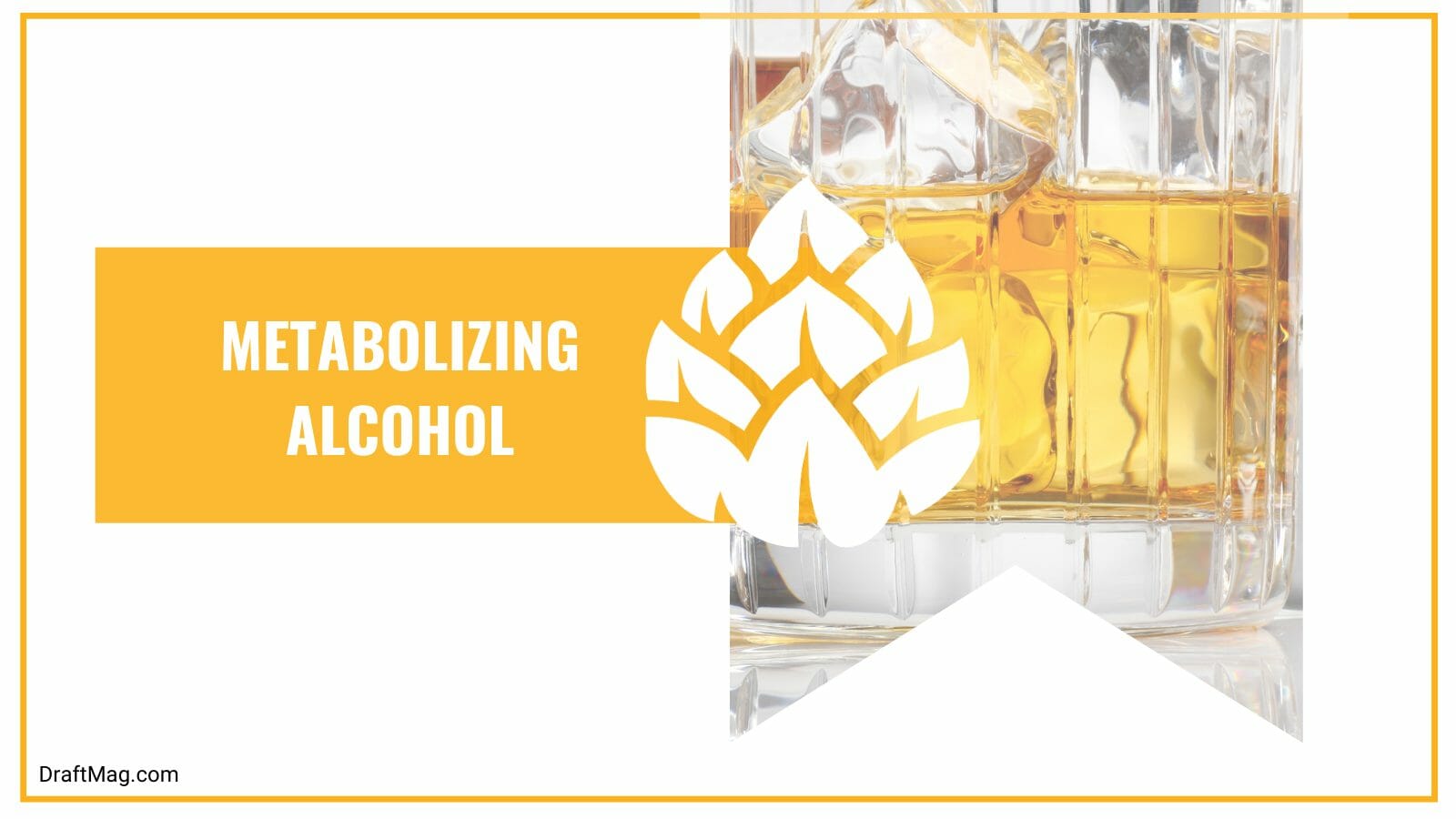 Metabolizing Alcohol of Beer